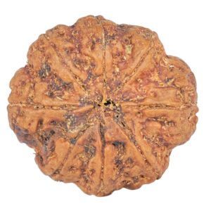 8 Mukhi Rudraksha 27.3mm 6.4gm - Rudraksha back
