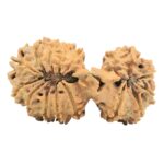 17 Mukhi Mini Trijuti 38.3mm 5.49gm - Rudraksha back