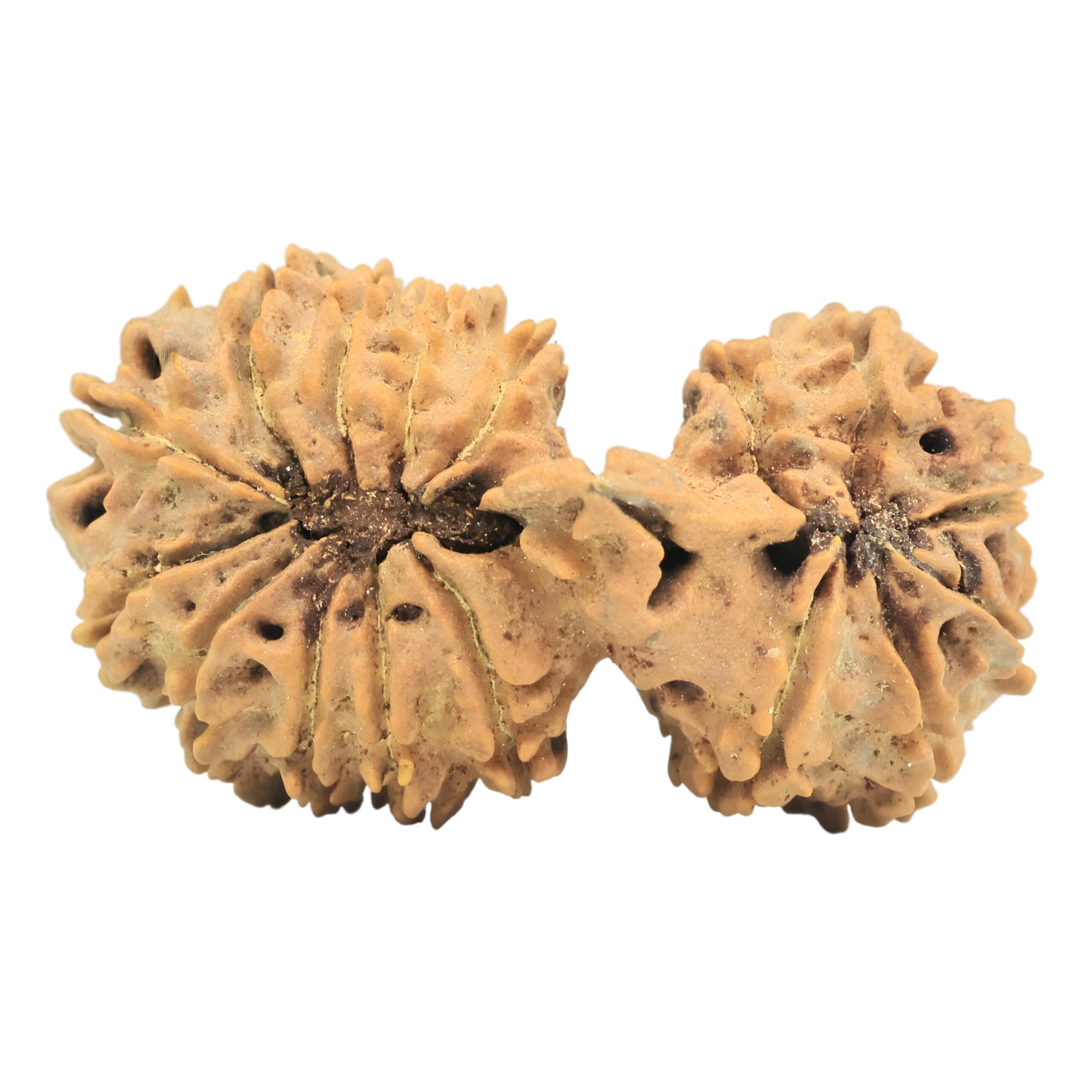 17 Mukhi Mini Trijuti 38.3mm 5.49gm - Rudraksha back
