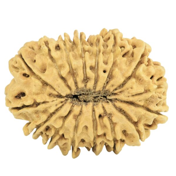 16 Mukhi Rudraksha 29.7mm 2.83gm - Origin: Nepal - Rudraksha back