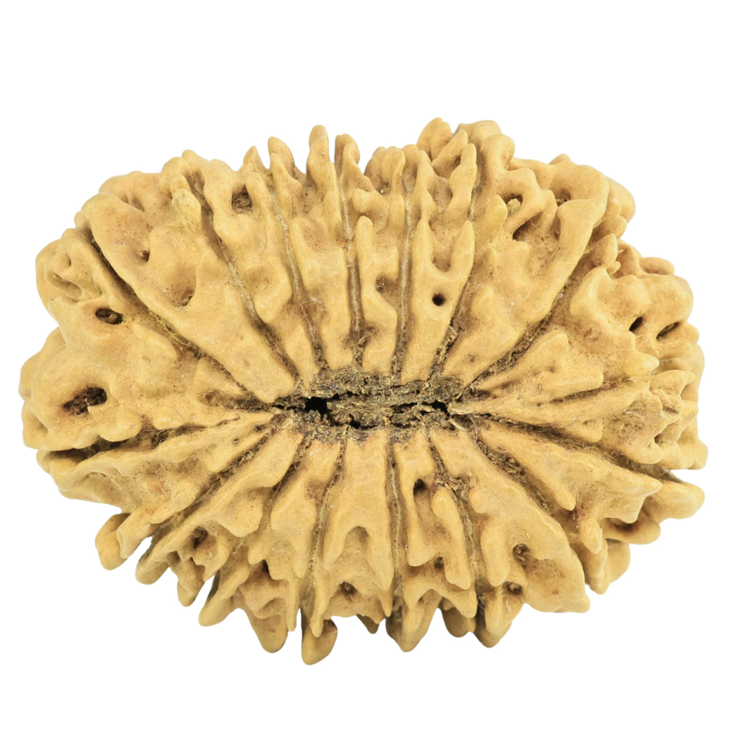 16 Mukhi Rudraksha 29.7mm 2.83gm - Origin: Nepal - Rudraksha back