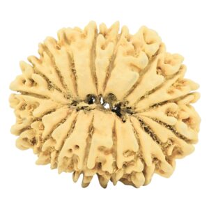 17 Mukhi Rudraksha 33.4mm 3.79gm - Rudraksha back