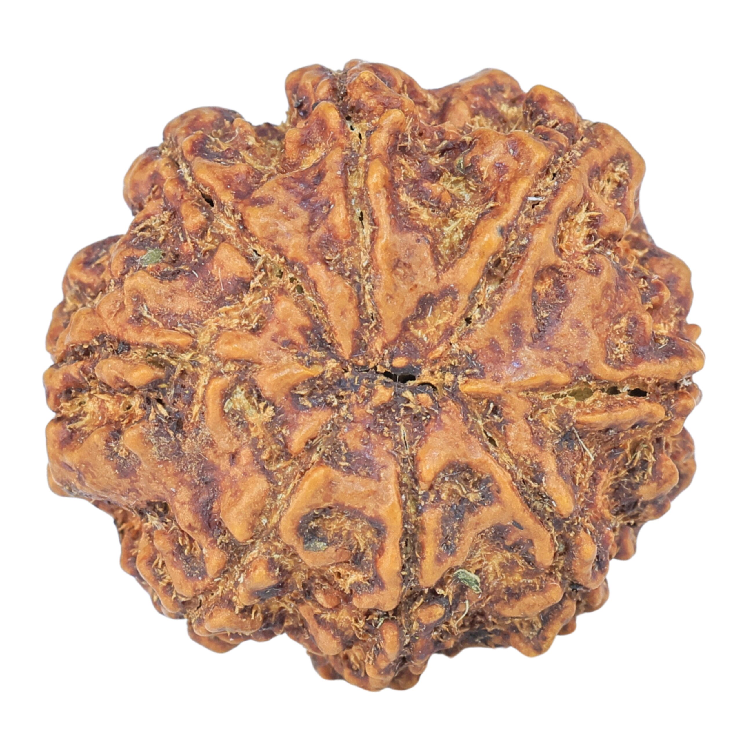 8 Mukhi Rudraksha 25.7mm 5.54gm - Rudraksha back