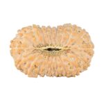 20 Mukhi Rudraksha 24.1mm 2.32gm - Rudraksha back