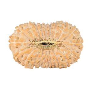 20 Mukhi Rudraksha 24.1mm 2.32gm - Rudraksha back