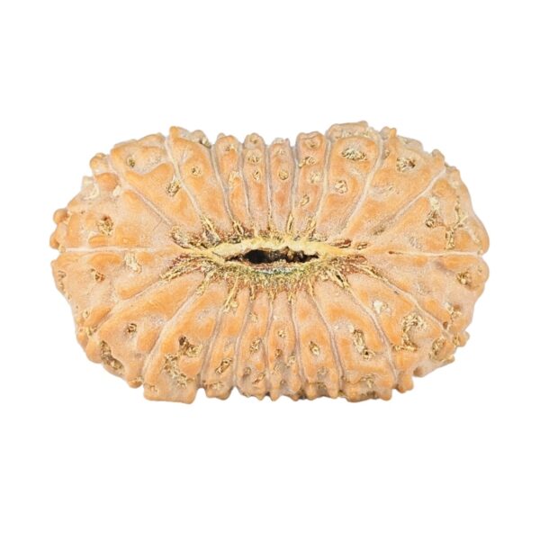 20 Mukhi Rudraksha 24.1mm 2.32gm - Rudraksha back