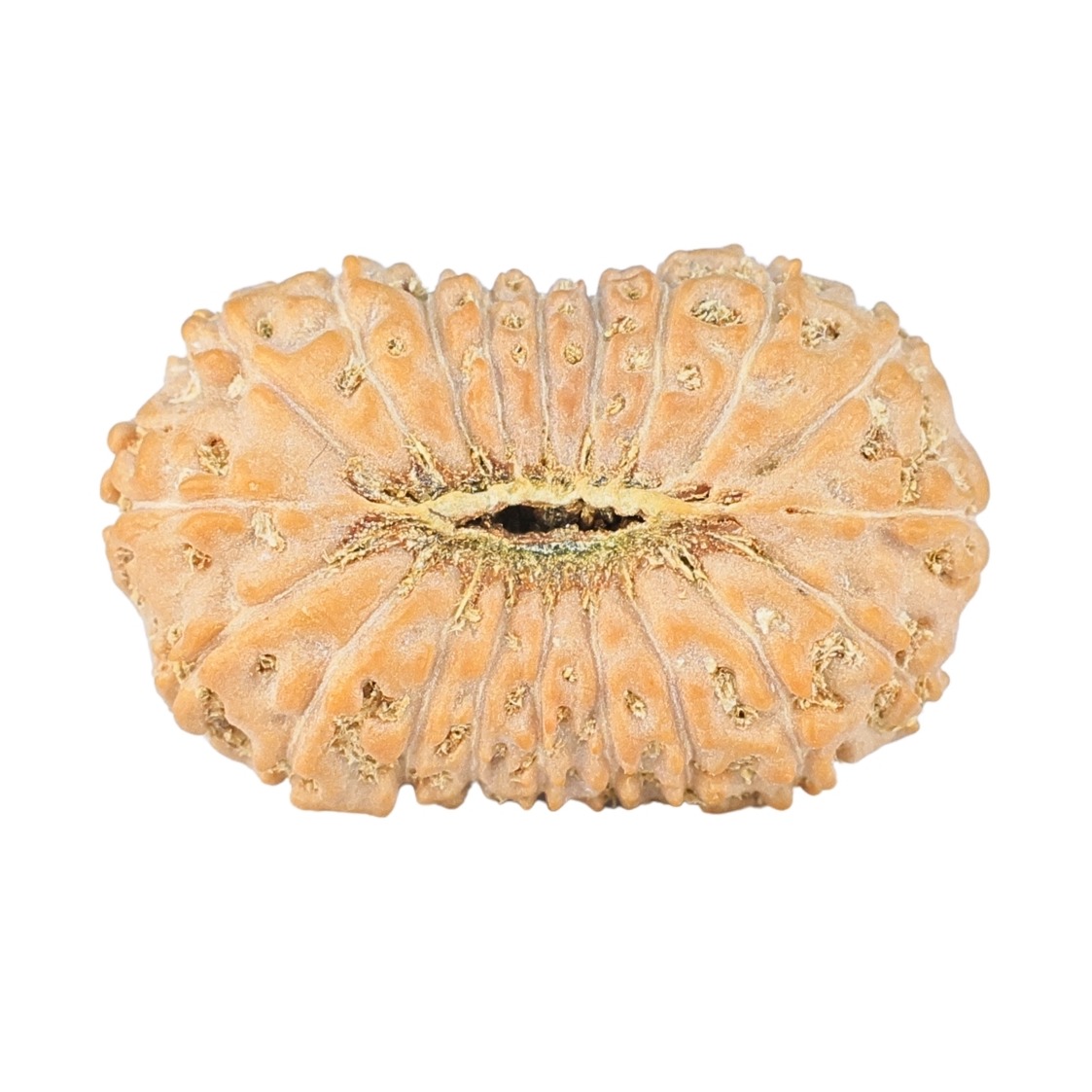 20 Mukhi Rudraksha 24.1mm 2.32gm - Rudraksha back