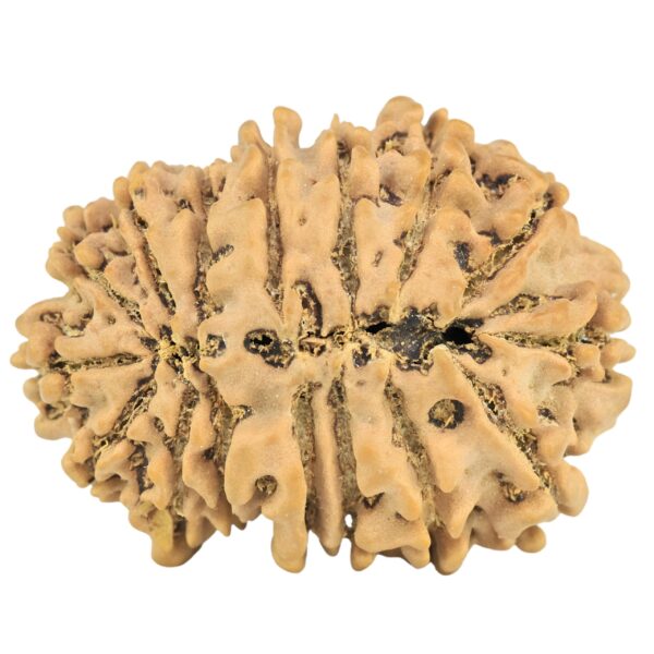 16 Mukhi Rudraksha 31.9mm 6.11gm - Rudraksha back