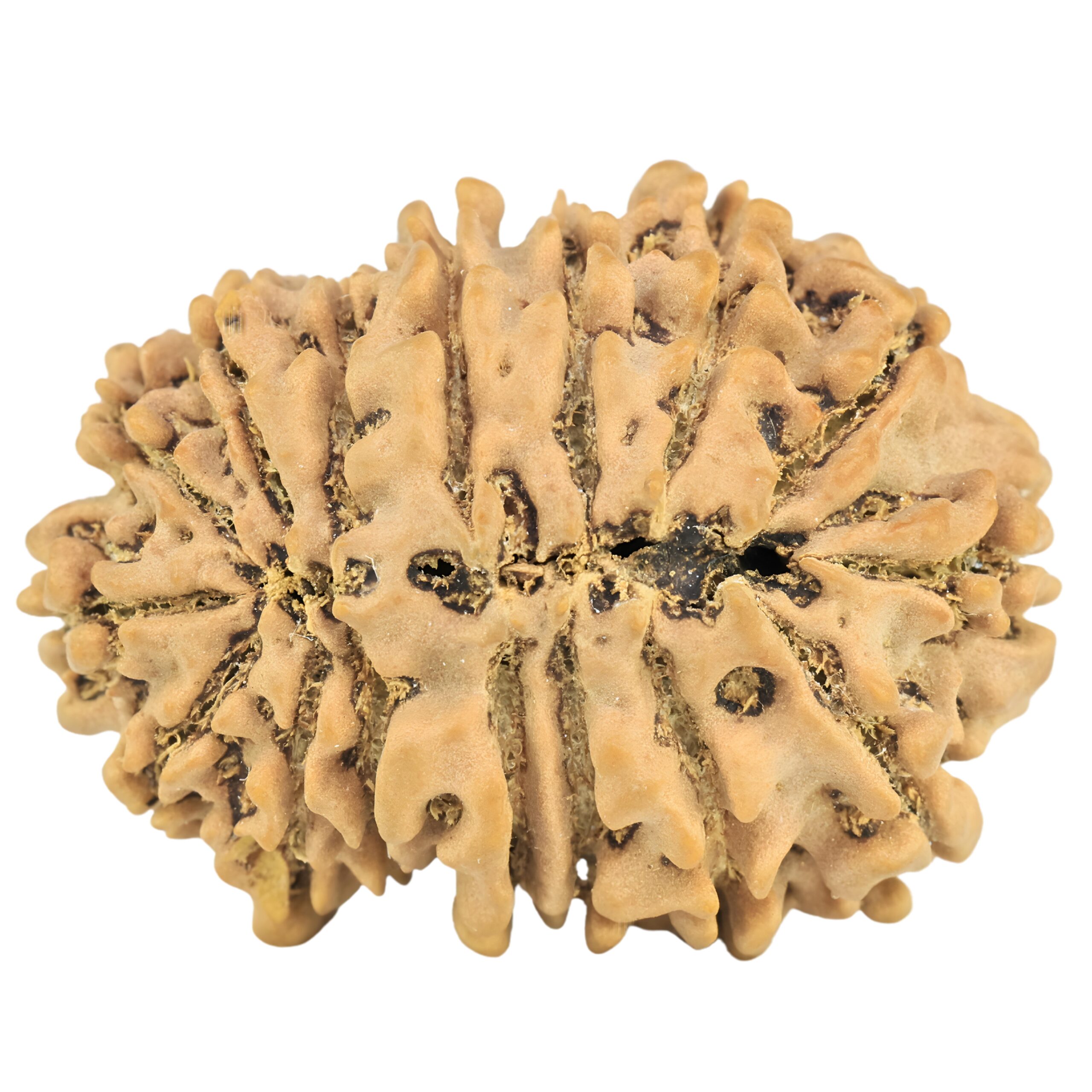 16 Mukhi Rudraksha 31.9mm 6.11gm - Rudraksha back