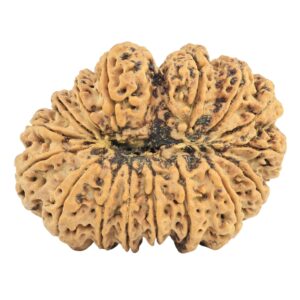16 Mukhi Rudraksha 34.4mm 6.51gm - Rudraksha back