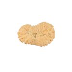 22 Mukhi Rudraksha 20.7mm 1.29gm - Rudraksha back