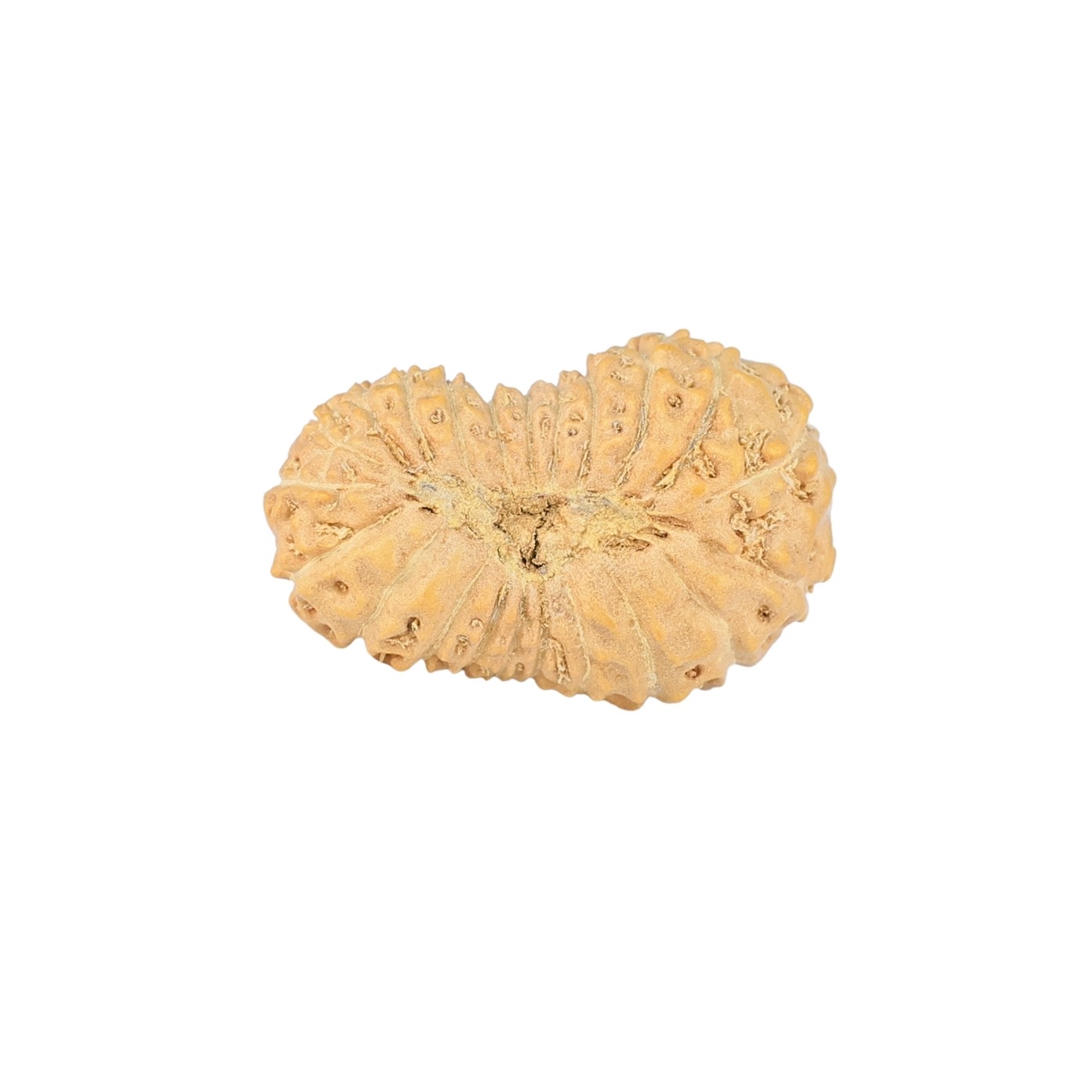 22 Mukhi Rudraksha 20.7mm 1.29gm - Rudraksha back
