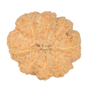 8 Mukhi Rudraksha 29.2mm 7.87gm - Rudraksha back