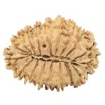 18 Mukhi Rudraksha 30.9mm 4.35gm - Origin: Nepal - Rudraksha back