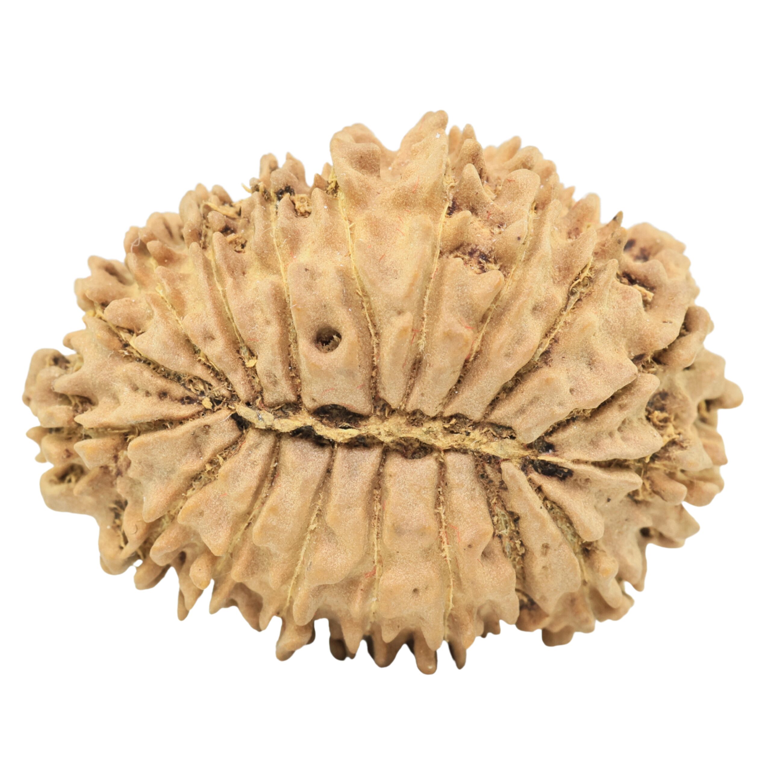 18 Mukhi Rudraksha 30.9mm 4.35gm - Origin: Nepal - Rudraksha back