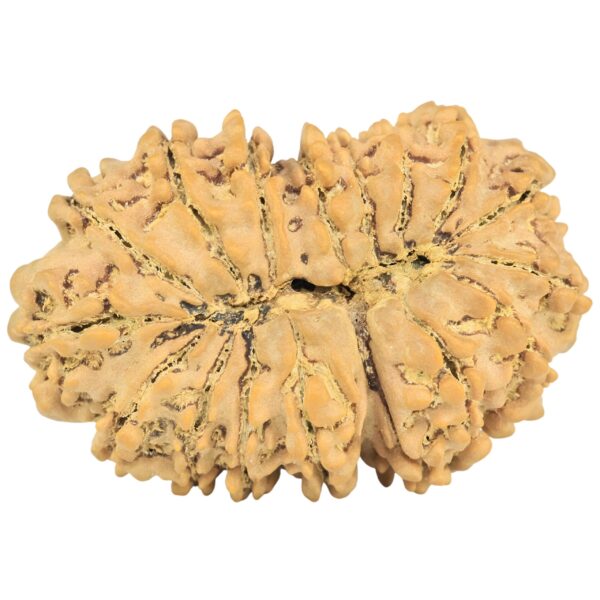 16 Mukhi Rudraksha 34.8mm 6.56gm - Rudraksha back