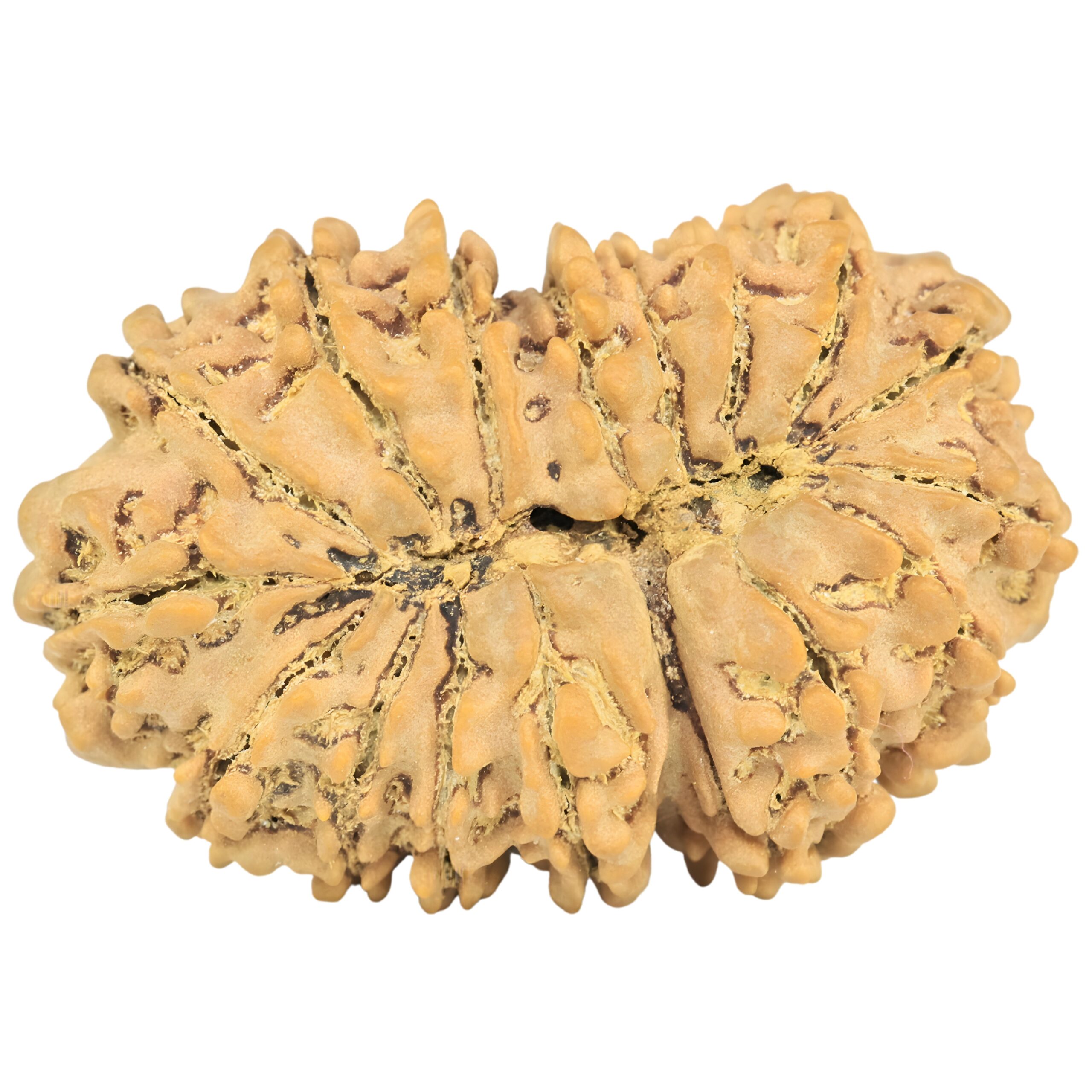 16 Mukhi Rudraksha 34.8mm 6.56gm - Rudraksha back