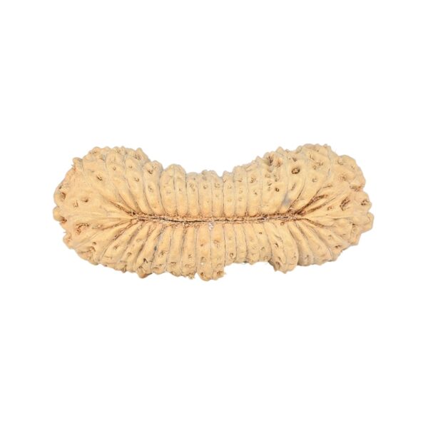38 Mukhi Rudraksha 28.1mm 1.77gm - Rudraksha back