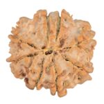 8 Mukhi Rudraksha 26.1mm 6gm - Rudraksha back
