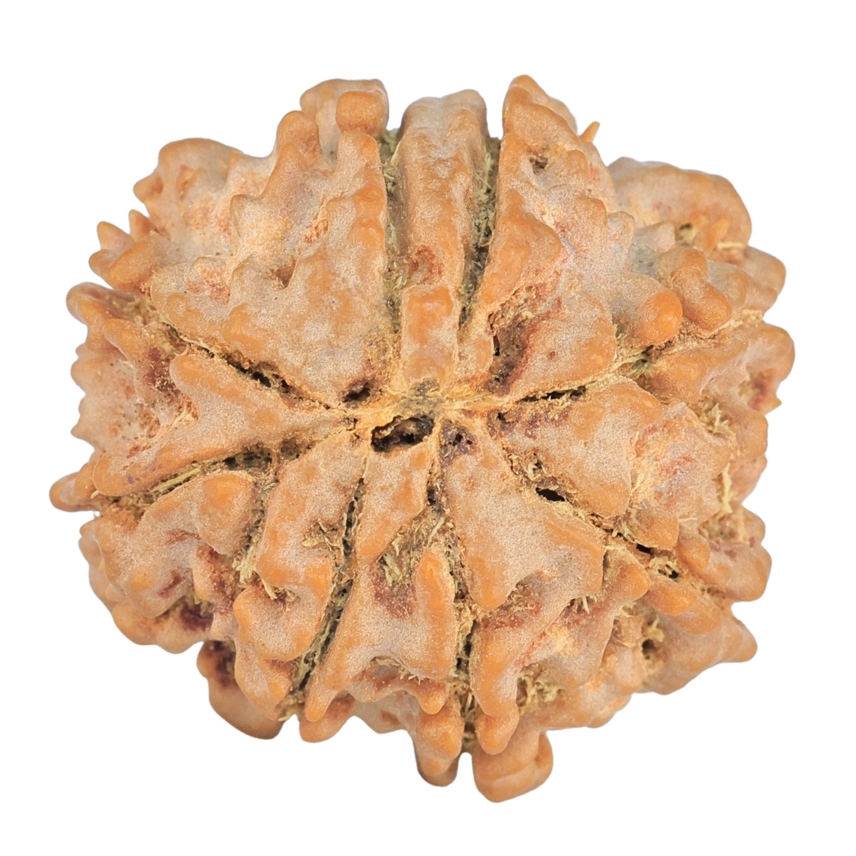 8 Mukhi Rudraksha 26.1mm 6gm - Rudraksha back