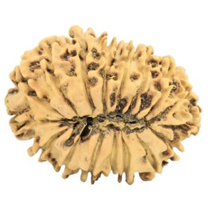 17 Mukhi Rudraksha 31.4mm 4.49gm - Rudraksha back