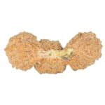 27 Mukhi Trijuti 24.4mm 1.48gm - Rudraksha back