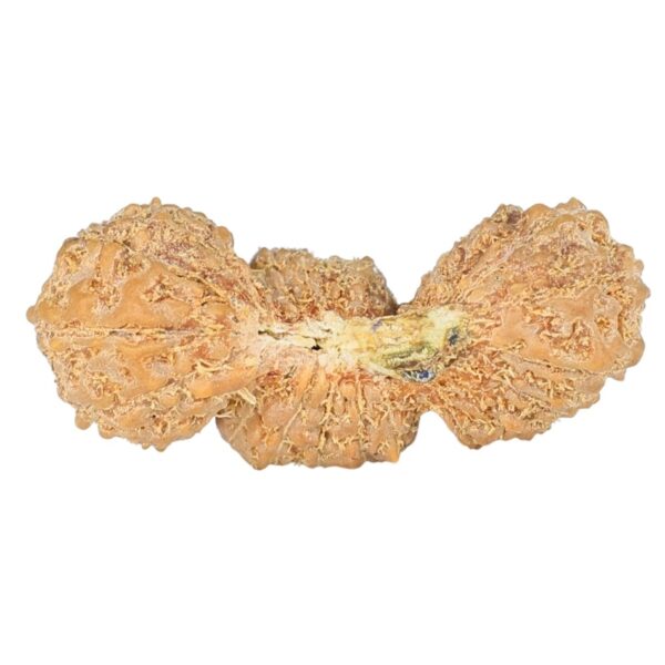 27 Mukhi Trijuti 24.4mm 1.48gm - Rudraksha back