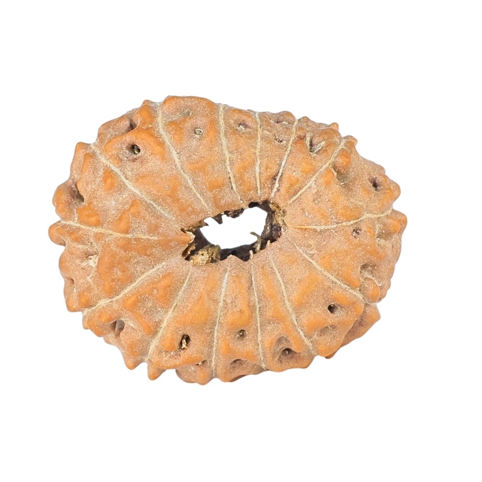 14 Mukhi Rudraksha 22.5mm 2.48gm - Rudraksha back