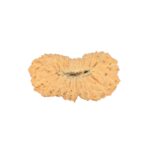24 Mukhi Rudraksha 23.5mm 1.8gm - Rudraksha back