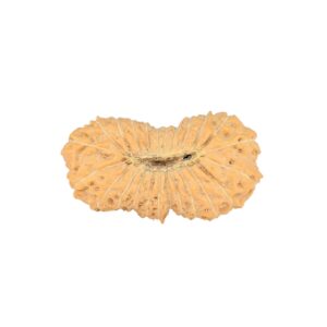 24 Mukhi Rudraksha 23.5mm 1.8gm - Rudraksha back
