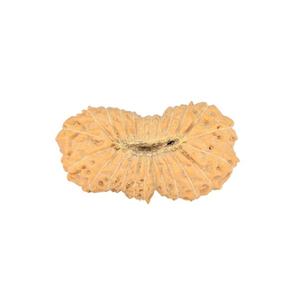 24 Mukhi Rudraksha 23.5mm 1.8gm - Rudraksha back