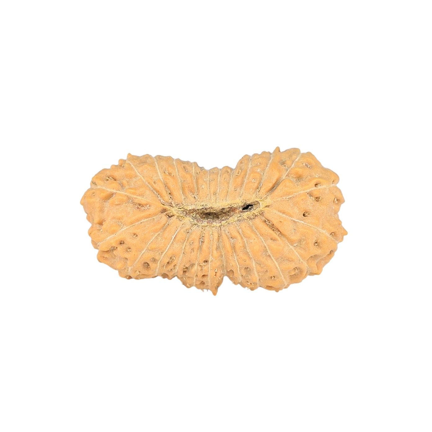 24 Mukhi Rudraksha 23.5mm 1.8gm - Rudraksha back