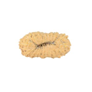 rudraksha_back_image-__m__.jpg 22 Mukhi Rudraksha 21.9mm 1.42gm - Rudraksha back