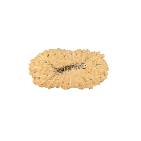22 Mukhi Rudraksha 21.9mm 1.42gm - Rudraksha back