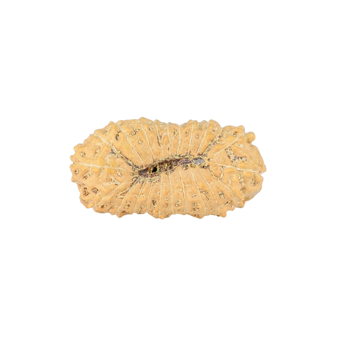 22 Mukhi Rudraksha 21.9mm 1.42gm - Rudraksha back