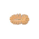 19 Mukhi Rudraksha 22.5mm 1.58gm - Rudraksha back