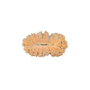 19 Mukhi Rudraksha 22.5mm 1.58gm - Rudraksha back