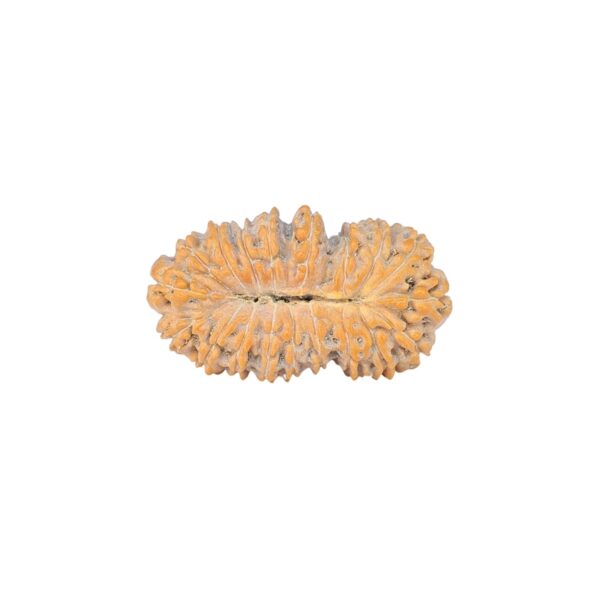 19 Mukhi Rudraksha 22.5mm 1.58gm - Rudraksha back