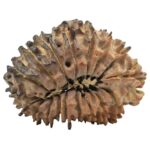 18 Mukhi Rudraksha 25.7mm 3.15gm - Rudraksha back