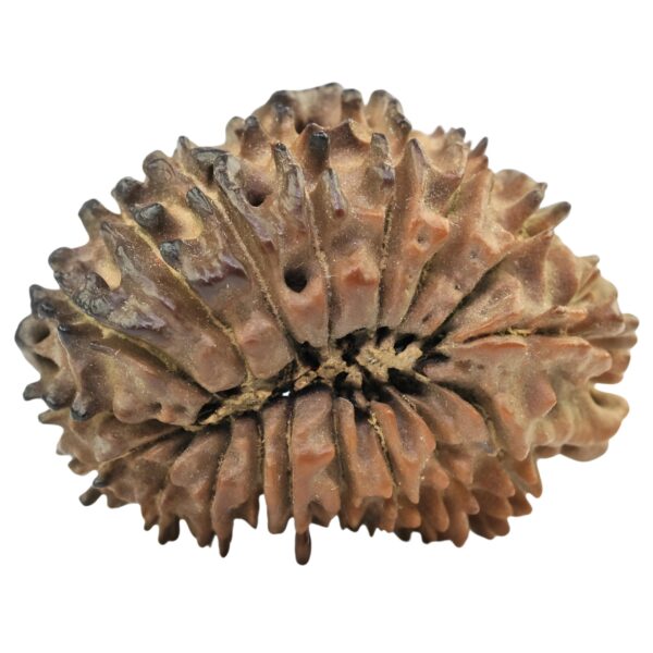18 Mukhi Rudraksha 25.7mm 3.15gm - Rudraksha back