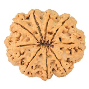 9 Mukhi Rudraksha 34.9mm 9.93gm - Origin: Nepal - Rudraksha back