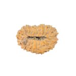 19 Mukhi Rudraksha 22.7mm 2.28gm - Rudraksha back