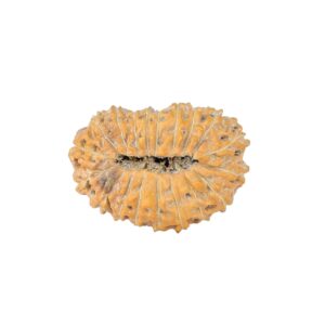 19 Mukhi Rudraksha 22.7mm 2.28gm - Rudraksha back