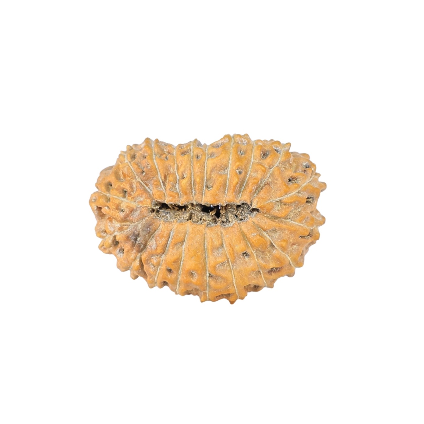 19 Mukhi Rudraksha 22.7mm 2.28gm - Rudraksha back