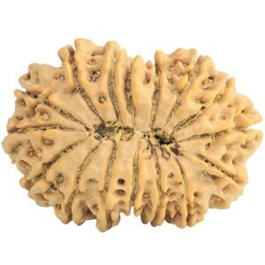 16 Mukhi Rudraksha 30.4mm 5.35gm - Rudraksha back