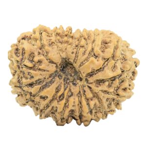16 Mukhi Rudraksha 31.6mm 5.48gm - Rudraksha back