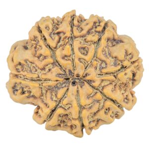 8 Mukhi Rudraksha 31.6mm 7.16gm - Rudraksha back