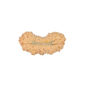 27 Mukhi Rudraksha 23.4mm 1.48gm - Rudraksha back
