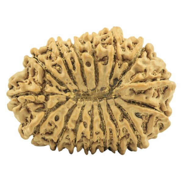 16 Mukhi Rudraksha 34.3mm 6.42gm - Rudraksha back