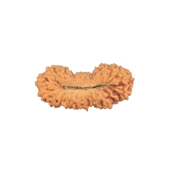 26 Mukhi Rudraksha 21.3mm 1gm - Rudraksha back